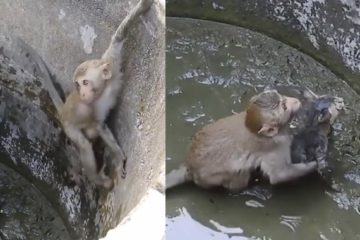 寶寶跟幼貓一起掉井中　「猴媽媽」救完孩子不忘救貓　緊抱牠安慰：「乖　沒事了」